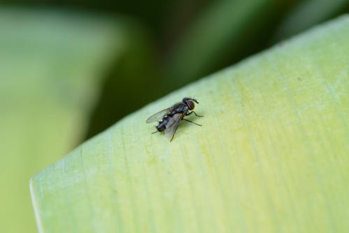 Lydella sp.